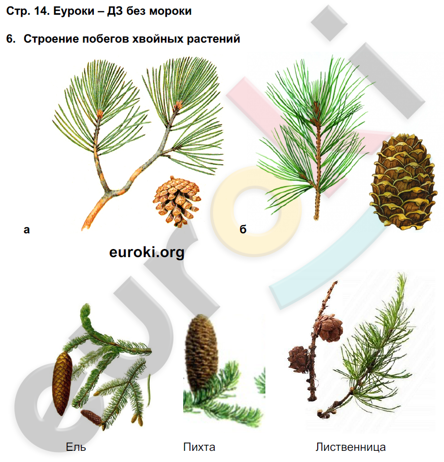 Тетрадь-практикум по биологии 7 класс. ФГОС Сухорукова Страница 14
