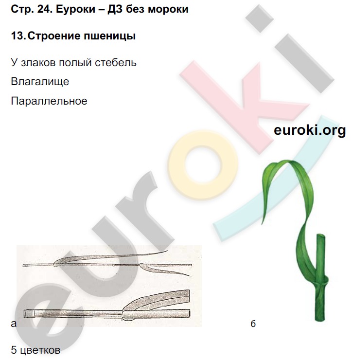 Тетрадь-практикум по биологии 7 класс. ФГОС Сухорукова Страница 24