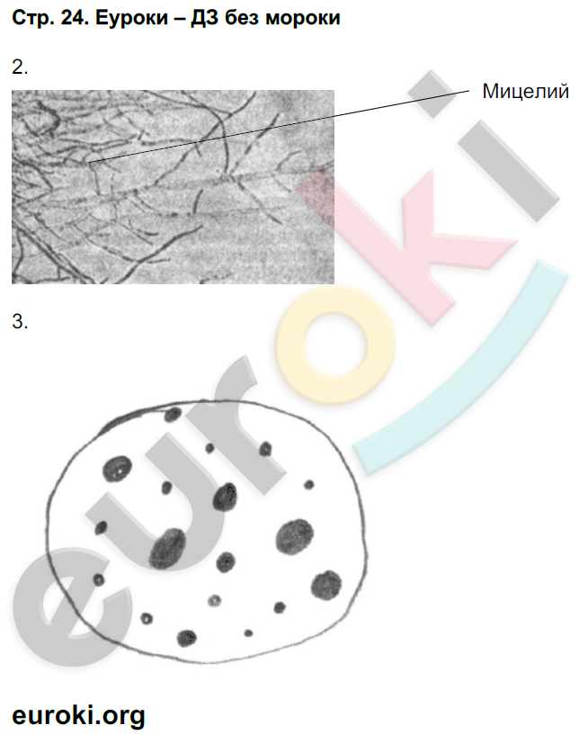Рабочая тетрадь по биологии 7 класс. ФГОС Захаров, Сонин Страница 24