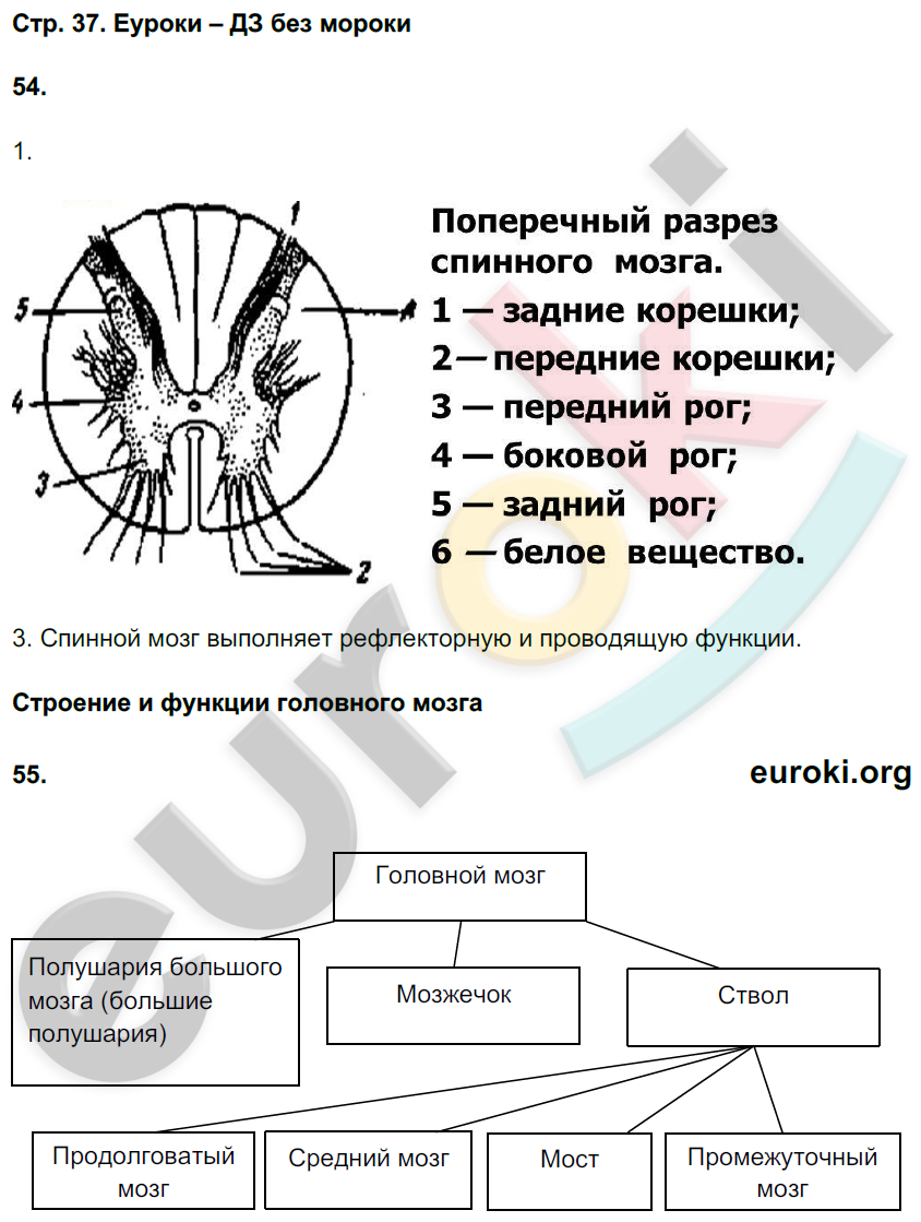 Рабочая тетрадь по биологии 9 класс Сонин, Сапин Страница 37