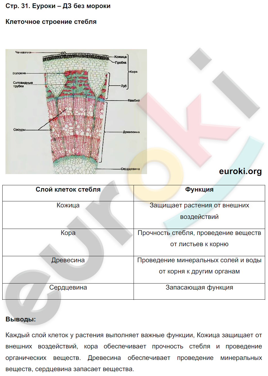 Лабораторная работа по биологии 5 класс ответы. Таблица по биологии 6 класс внутреннее строение стебля. Строение стебля 6 класс биология Пасечник. Лабораторная работа по строению стебля. Строение стебля 6 класс биология.