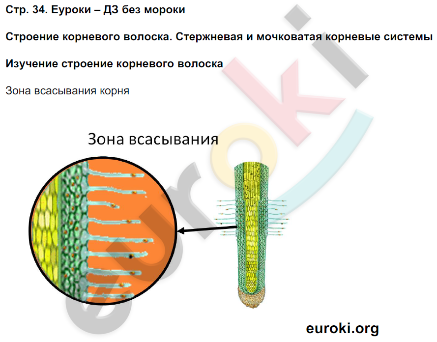 Тетрадь-практикум по биологии 5 класс Сухорукова, Кучменко Страница 34