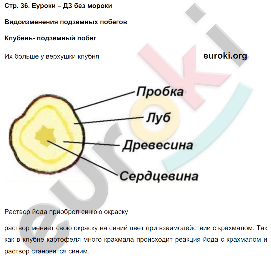 Тетрадь-практикум по биологии 5 класс Сухорукова, Кучменко Страница 36