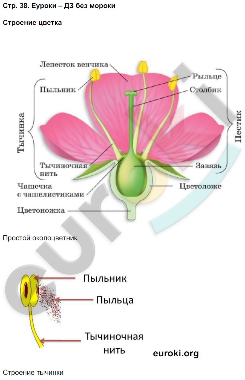 Тетрадь-практикум по биологии 5 класс Сухорукова, Кучменко Страница 38