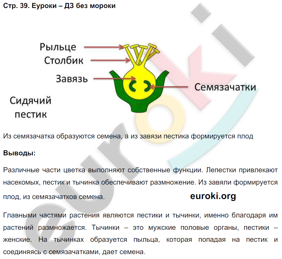 Тетрадь-практикум по биологии 5 класс Сухорукова, Кучменко Страница 39