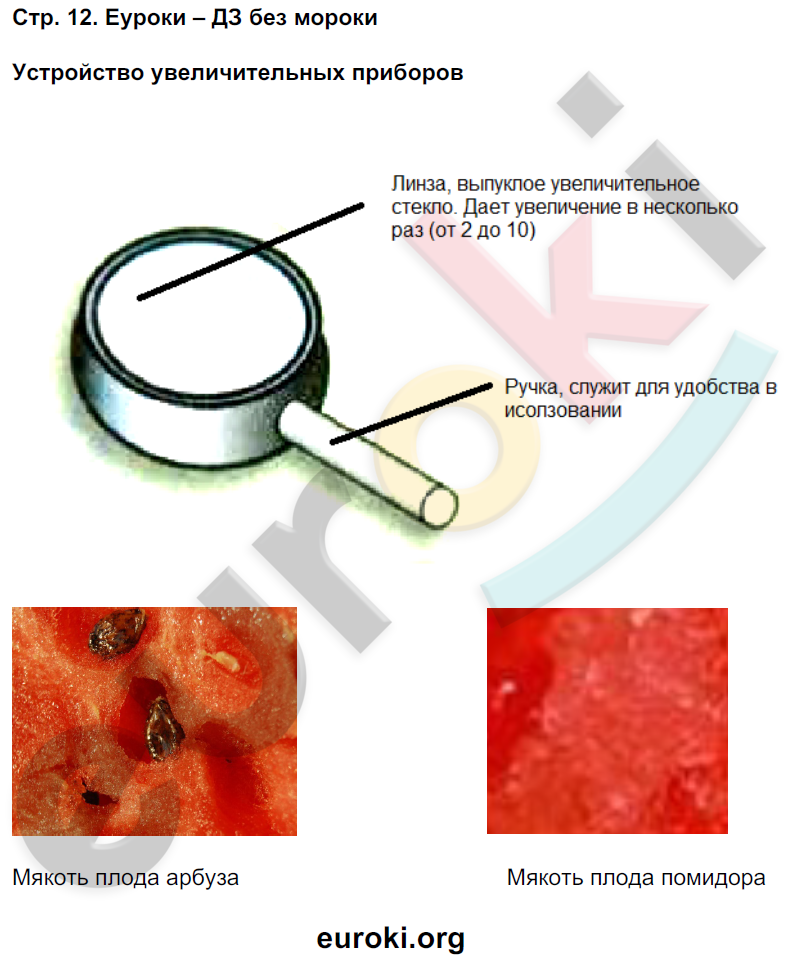 Тетрадь-практикум по биологии 6 класс Сухорукова, Кучменко Страница 12