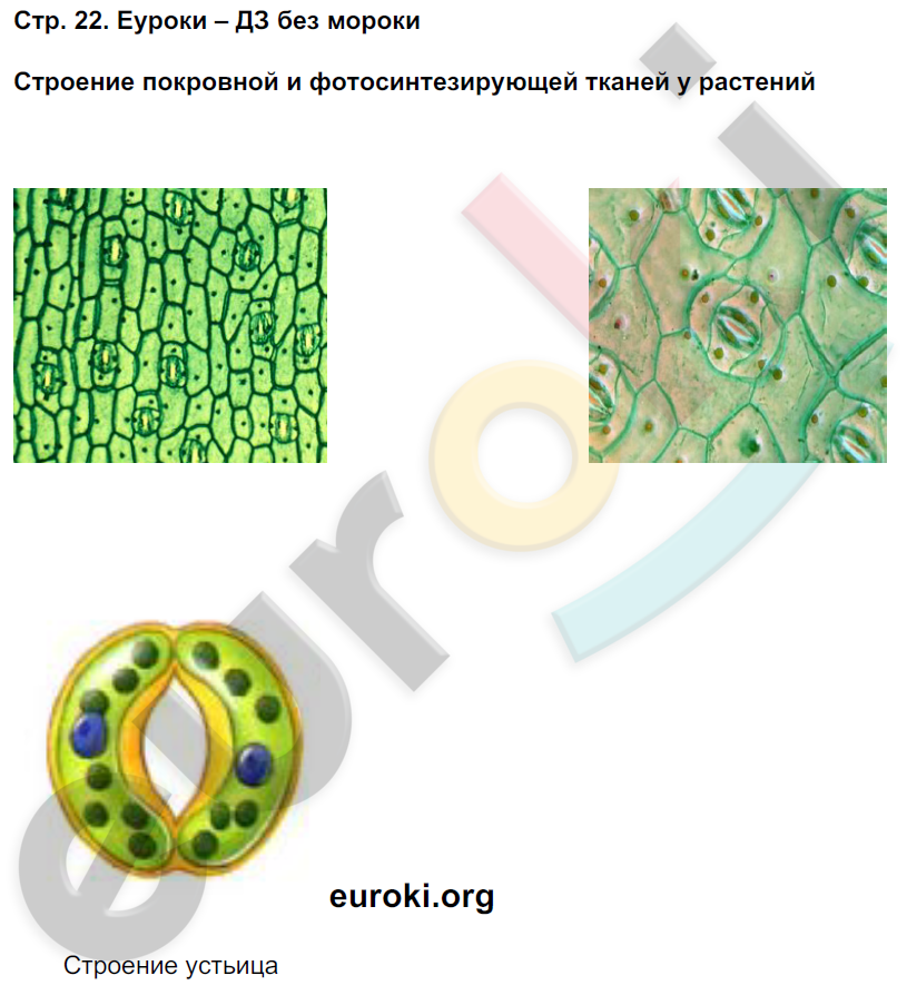 Тетрадь-практикум по биологии 6 класс Сухорукова, Кучменко Страница 22