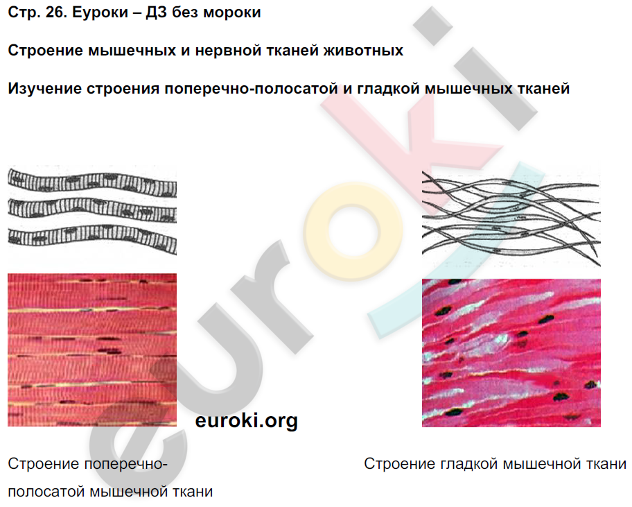 Тетрадь-практикум по биологии 6 класс Сухорукова, Кучменко Страница 26