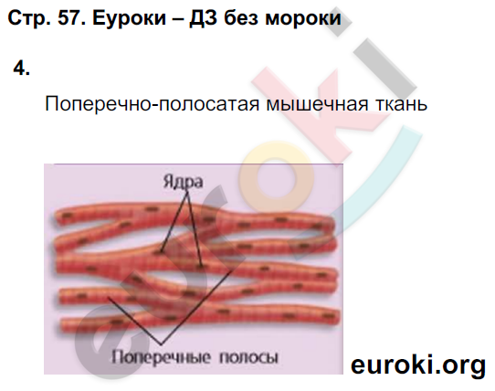 Тетрадь-тренажёр по биологии 6 класс. Часть 1, 2. ФГОС Сухорукова, Кучменко, Дмитриева Страница 57