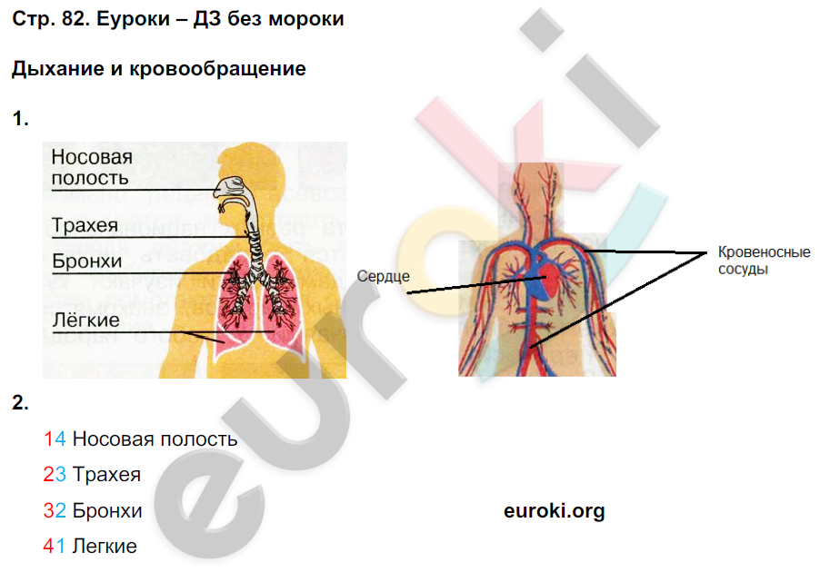 Рабочая тетрадь по окружающему миру 3 класс. Часть 1, 2. ФГОС Плешаков Страница 82