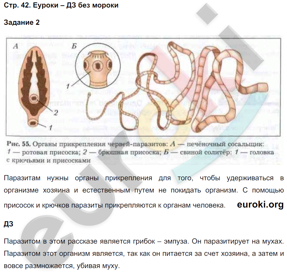 Рабочая тетрадь по биологии 5 класс. Часть 1, 2. ФГОС Сухова, Строганов Страница 42