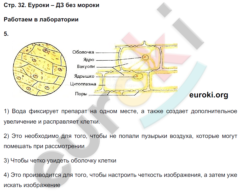 Рабочая тетрадь по биологии 5 класс. ФГОС Пасечник Страница 32