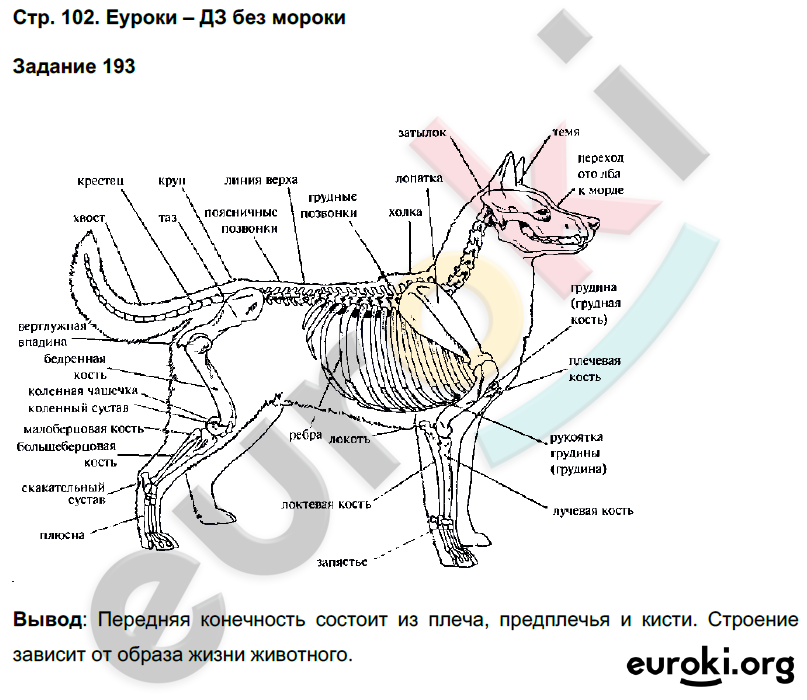 Рабочая тетрадь по биологии 7 класс. ФГОС Суматохин Страница 102