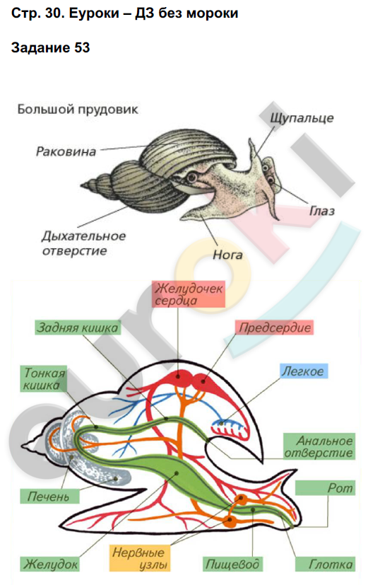 Рабочая тетрадь по биологии 7 класс. ФГОС Суматохин Страница 30