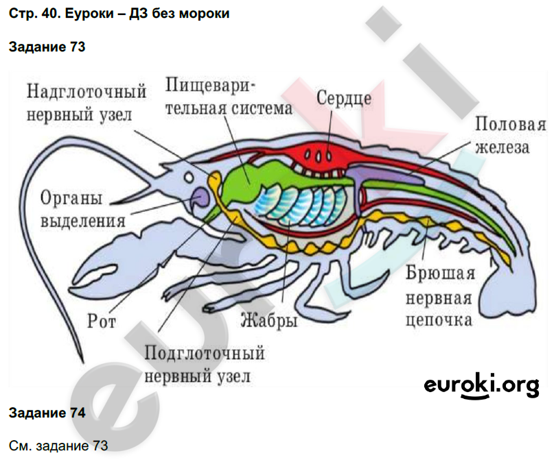 Краткое содержание биологии 7. Строение of 40. Рис 176 биология 7 класс. Переходной по биологии 7 класс.