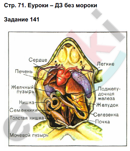 Рабочая тетрадь по биологии 7 класс. ФГОС Суматохин Страница 71